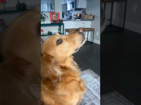 coming home to my golden retriever🥵 goldenretreiver dog ind… サムネイル