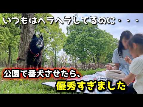 甲斐犬は賢くて強い！ピクニックで番犬させたら優秀すぎました