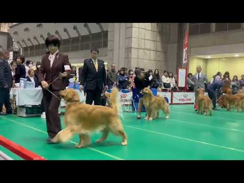 JKC 特別本部展 牡オープン ゴールデンレトリバー 2025年12月21日 サムネイル