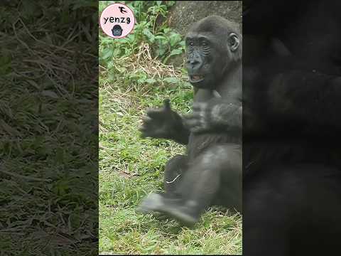 Ringo try to help the injured moth fly gorilla gorillatag t… サムネイル