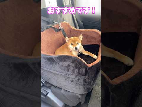 車内でゴージャス空間！ペット用ドライブボックスLealchum サムネイル
