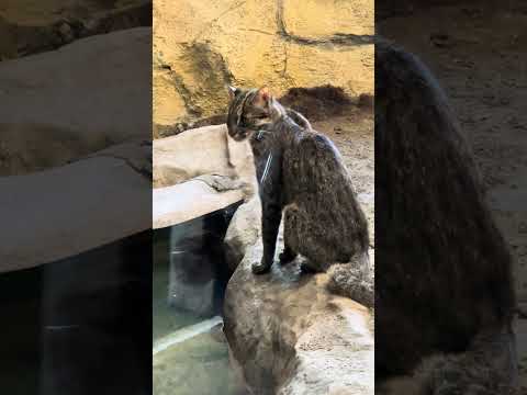 shorts アムールヤマネコのアンズちゃん　那須どうぶつ王国　IMG 8021 サムネイル