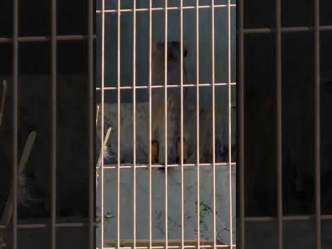 shorts さっそく窓辺へ　エルくんとミーニャちゃんの息子たち　マヌルネコ　東山動植物園にて　2026年3月14日 サムネイル