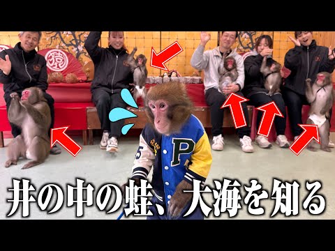 はじめて会う他の施設の猿の群れ…ウチの天才猿の反応が面白すぎた サムネイル