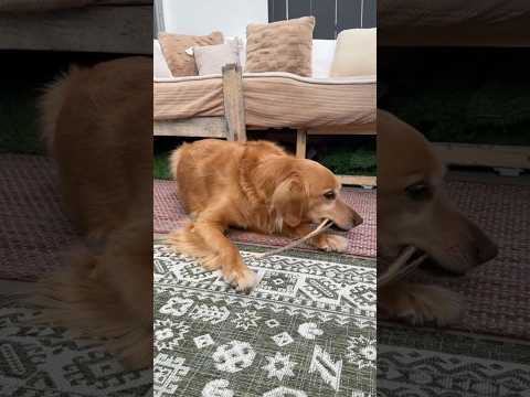 dog-tor coby to rescue🛟goldenpup puppy goldenpupppy dogbree… サムネイル