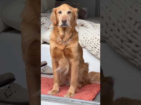 coming home to my golden retriever🥵goldenretreivers dog pup… サムネイル