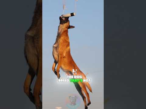 The Dog Breed That's not for Everyone dog short doglove bel… サムネイル