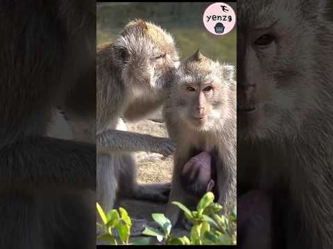 sweet kiss monkey cute 馬來獼猴 macaque shorts サムネイル