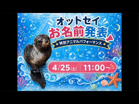 ミナミアメリカオットセイお名前発表特別アニマルパフォーマンス サムネイル