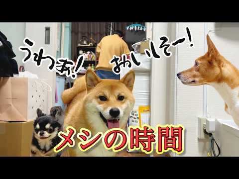 【マネしてねw】普通にゴハンの準備ができないアラフォー主 サムネイル