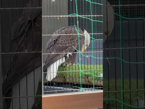 shorts ハクトウワシ　浜松市動物園にて　2026年3月15日 サムネイル