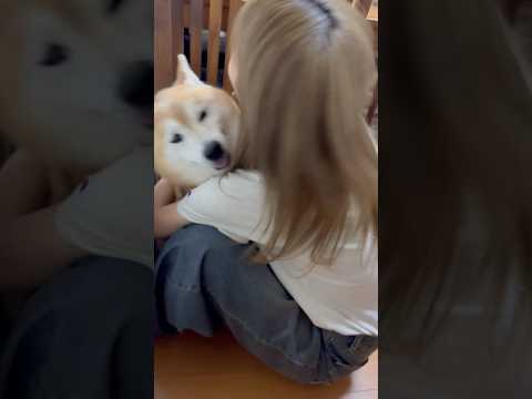 柴犬福 発作中の姉に姉ルギー発作を心配される柴犬🤣Sis and Shiba🤣姉と柴 shorts japanesed… サムネイル