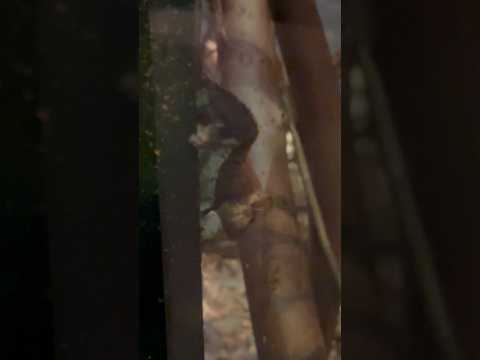 shorts チビフクロモモンガ　埼玉県こども動物自然公園にて　2026年5月30日 サムネイル