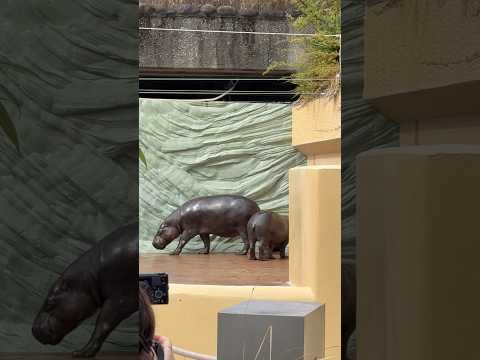 shorts コブシくんとナツメママ　コビトカバ🦛　上野動物園にて　2026年2月6日 サムネイル