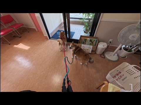 お注射に来たことが発覚して足取りが重くなった皆さんを動物病院へ引きずり入れるお話 サムネイル