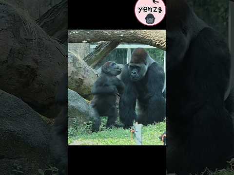 funny gorilla son & Daddy🤣 gorilla funnyanimals 金剛猩猩 taipei… サムネイル