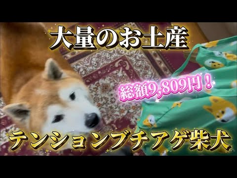 柴犬福 姉からのお土産を理解しテンションあがる柴犬🤣Sister and Shiba🤣 サムネイル