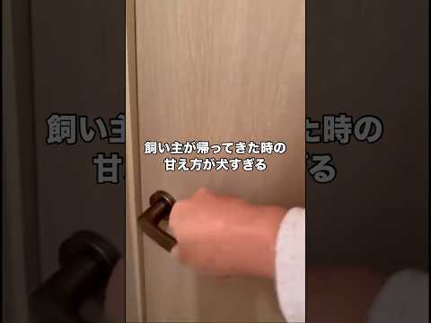 飼い主が帰って来ると全力で甘えてくれる保護猫。疲れも一瞬で吹き飛ぶ。 保護猫 子猫 野良猫 ハイソックス サムネイル