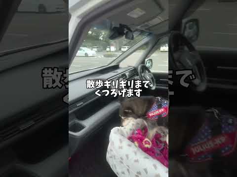 快適なドライブボックスに助けられる飼い主