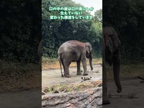 【よこはま動物園ズーラシア】インドゾウのシュリー🐘飼育員のとっておきタイム！shorts サムネイル