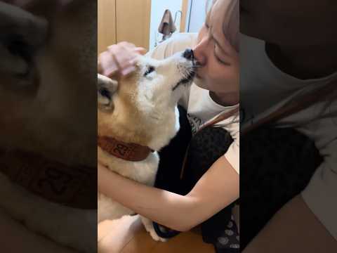 柴犬福 謝罪を良いことに絡んでくる姉をキスで黙らせる柴犬(失敗)🤣Sis and Shiba🤣姉と柴 shorts 柴… サムネイル