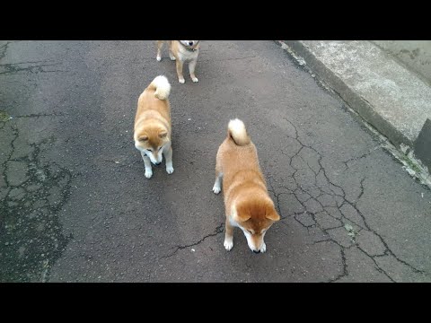 2025年12月28日(日) 2019年の流行りの遊び⚾️🦵 サムネイル