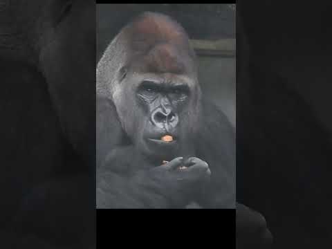 Gorilla D'jeeco 27y6m. eat walnuts. shorts. D吃核桃 4-28