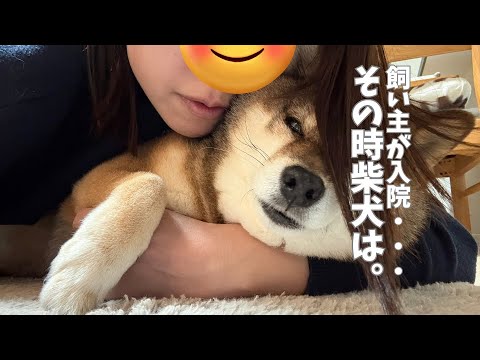 飼い主から秘密を打ち明けられた🐕柴犬がとった行動・・・ サムネイル