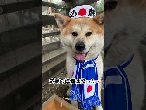 宗春も日本代表を応援！！shorts サッカー 犬 サムネイル