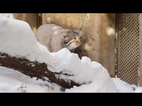 雪でも関係ないナゴムくん　マヌルネコ　那須どうぶつ王国　2026年1月12日 サムネイル