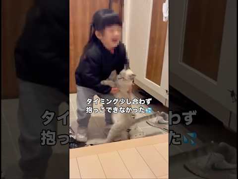 どうしても抱っこして欲しいシャムトラとそれを待ち受ける3歳児 #子猫 #シャムトラ #シャム猫 #shorts サムネイル