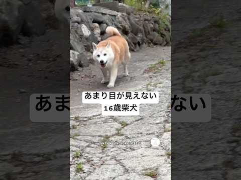 16歳柴犬あまり目が見えない中でもヨチヨチ歩く姿　　柴犬　犬　老犬　犬のいる暮らし シニア犬 サムネイル