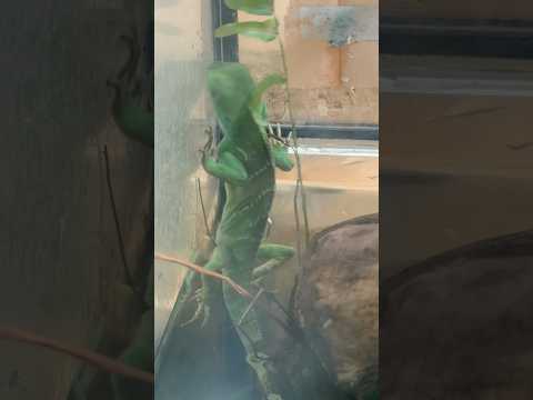 shorts 昨年7月の誕生したインドシナウォータードラゴン　野毛山動物園にて　2025年12月6日