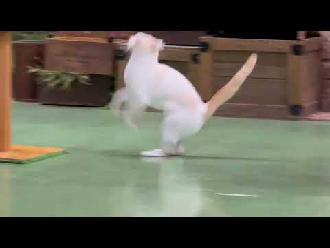 タルトくんのお膝サンポ🐾 なかなか見れない猫によるショー ザ・キャッツ(午前)    那須どうぶつ王国にて　2026年… サムネイル