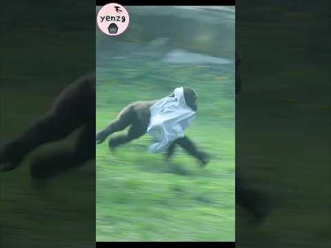 Ringo put on new cloth🤣 gorilla taipeizoo 金剛猩猩 台北市立動物園 funn… サムネイル