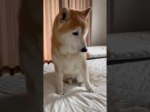 柴犬福 母に散歩を誘われる寝起き柴犬🤣Woke up Shiba🤣shorts 柴犬 shibainu japanes…