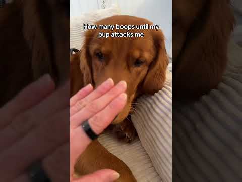 We’re currently still booping 🤭 サムネイル