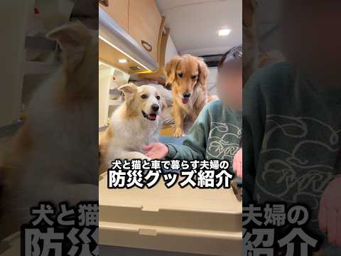 犬と車中泊旅をするなら絶対必要な物を紹介します!!【ボーダーコリー・ゴールデンレトリバー】shorts サムネイル