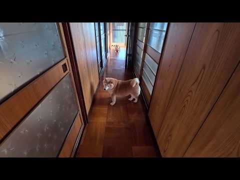 最近、帰り道にモフモフな不良に絡まれます。 サムネイル