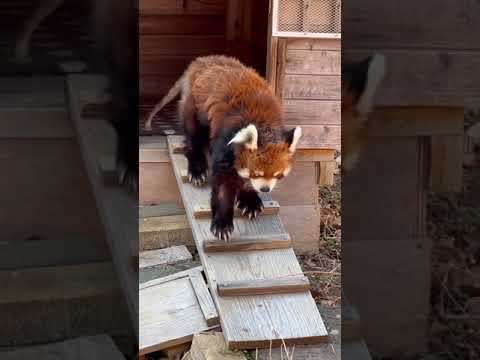 風太くん　出てきた〜　レッサーパンダ　千葉市動物公園　2025年2月2日 サムネイル