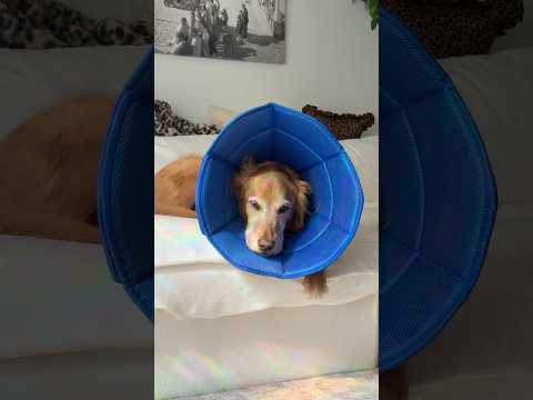 coming home to my golden retriever🥵 goldenretreiver dog ind…