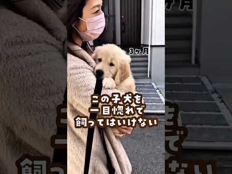 この子犬がまさか… ゴールデンレトリバー 大型犬のいる生活 goldenretreiver 大型犬と子供 サムネイル