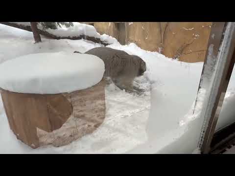 掘り掘り❣️ナゴムくん　マヌルネコ　那須どうぶつ王国　2026年1月12日