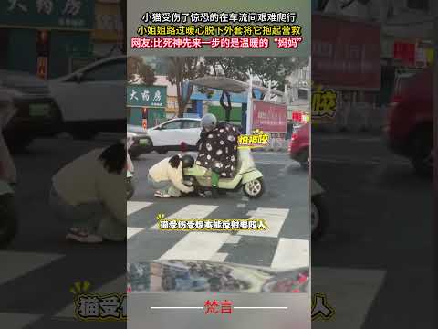 小貓受傷了驚恐的在車流間艱難爬行 小姐姐路過暖心脫下外套將它抱起營救 暖心 善良 救援 正能量  kindness r… サムネイル