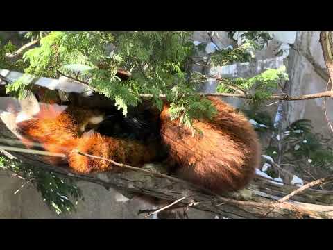 この通りいつでもお部屋に帰れるのに🤭　グミママとモナカちゃん　レッサーパンダ　那須どうぶつ王国にて　2026年1月12日 サムネイル