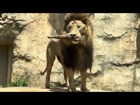 屠体給餌 今日は誕生日！アレンくんの「ライオンのガブガブタイム」　千葉市動物公園にて　2026年5月9日