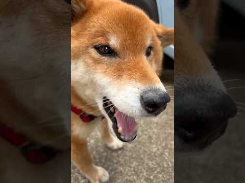 ’26.4.6 力丸が家に戻らない… 柴犬 shibainu 柴犬のいる暮らし 柴犬の日常 遊ぶ犬 車中泊犬 力丸 サムネイル