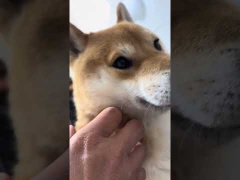 マッサージ圧が強い柴犬とん君　柴犬　柴犬とん サムネイル
