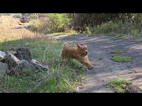ようやく桜満開、コブシ開花からほぼ満開にテンション高いゴールデンレトリバーの親子 サムネイル
