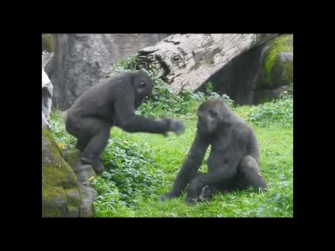 little gorilla brothers Jabali 5y6m old & Ringo 4y11m old.… サムネイル
